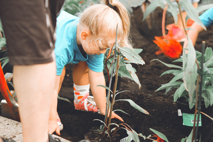 Kind pflanzt Pflanze in Beet ein